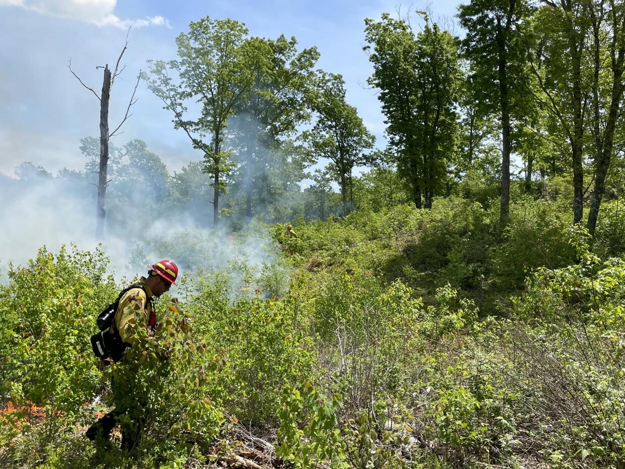 Prescribed fire in oak woodland at Muddy Brook WMA