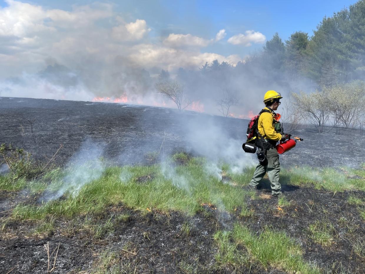 Woodland and grassland prescribed fire at Noquochoke WMA