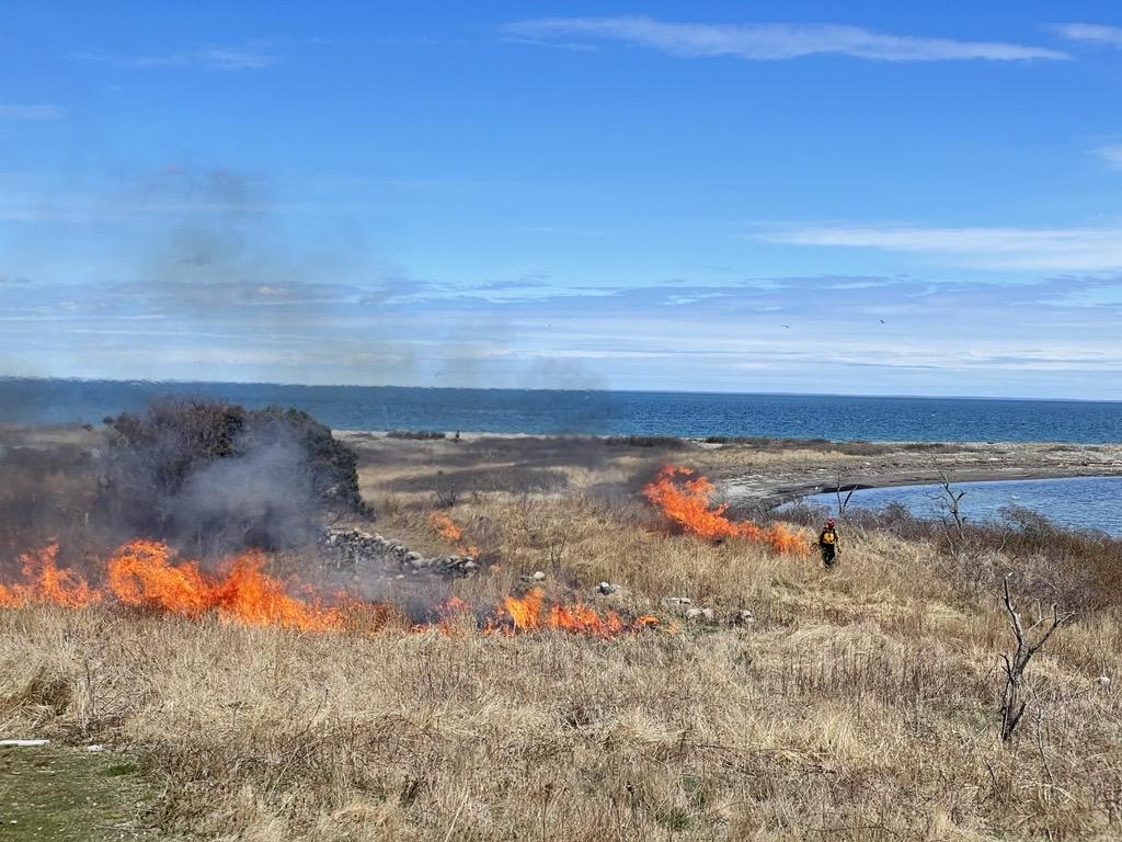 Maritime grasslands prescribed fire at Penikese Island Sanctuary 
