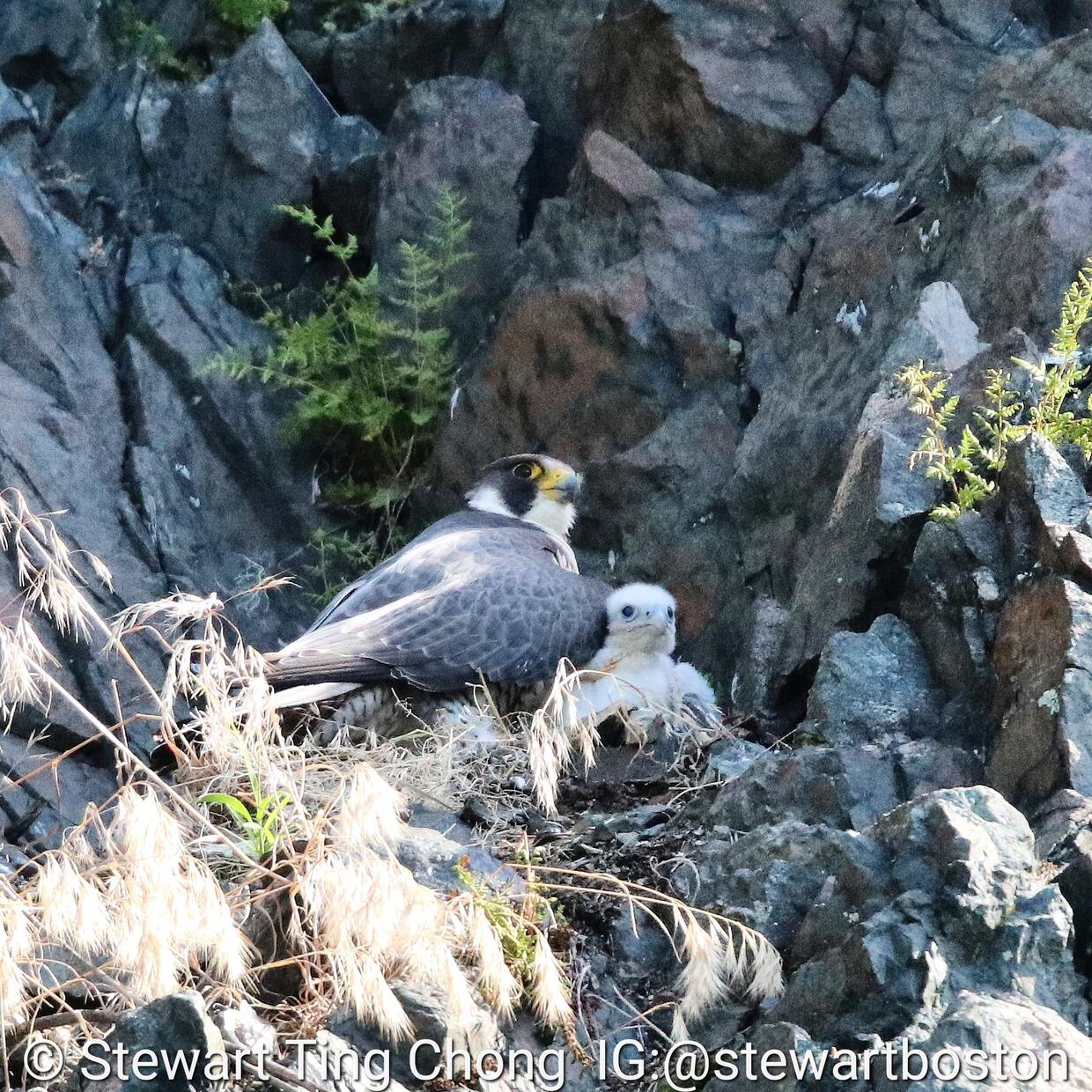 peregrine adult and chick