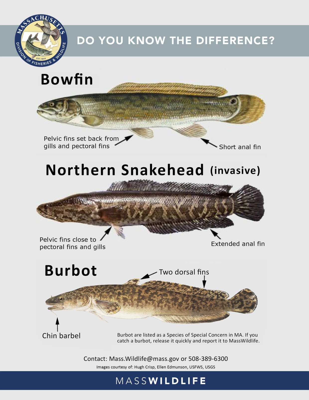 snakehead identification