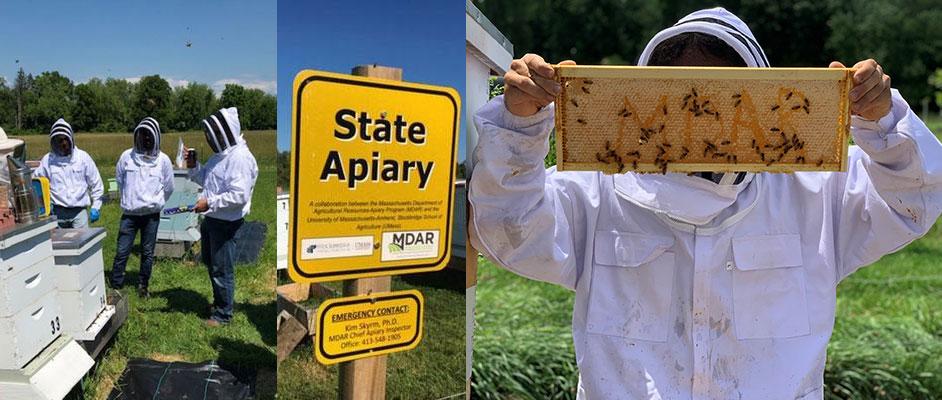 Photos from state apiary