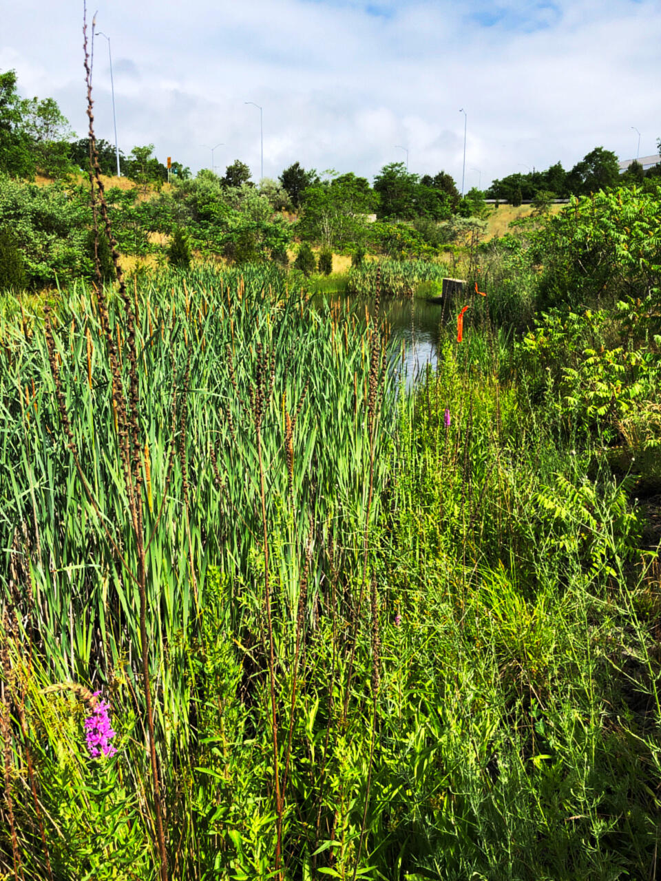 Wetland delineation