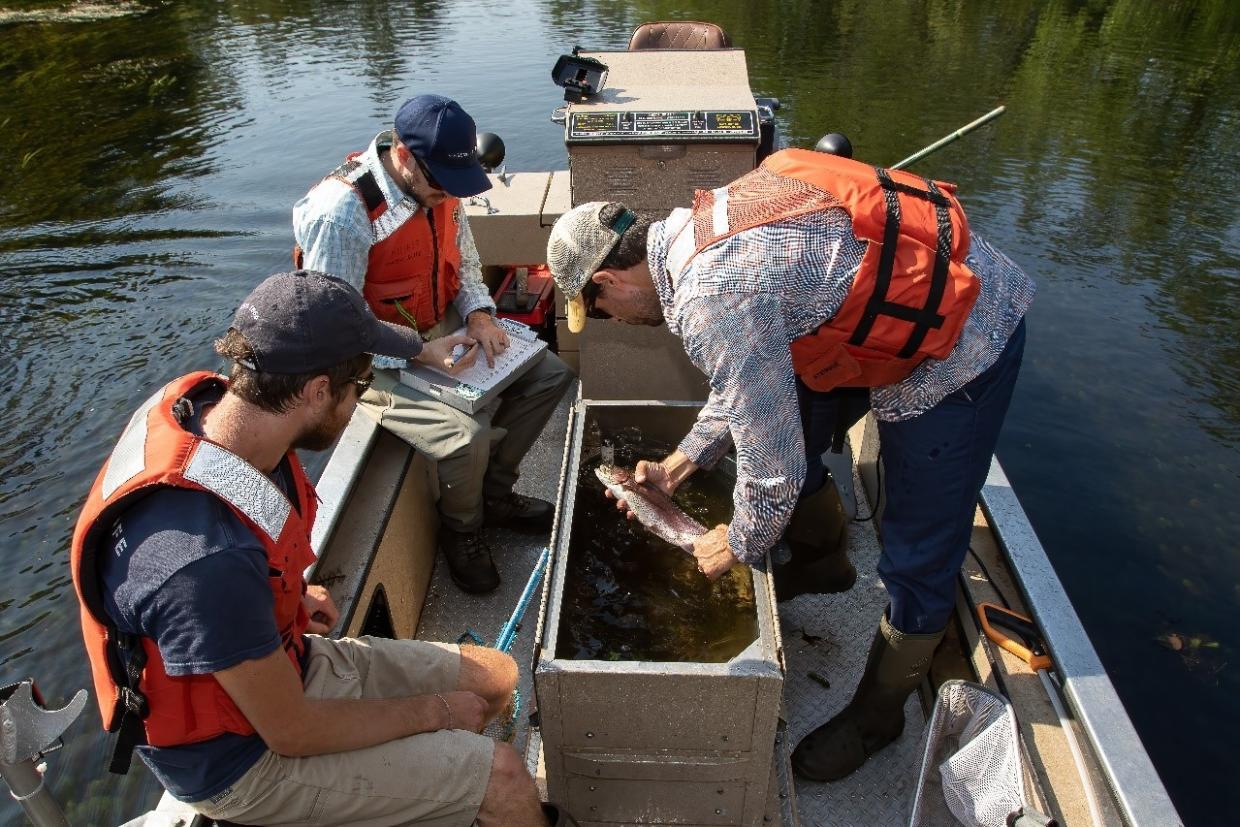 MassWildlife staff assess captured rainbow trout during the swift river study