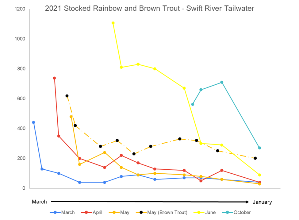 Stocked rainbow and brown trout