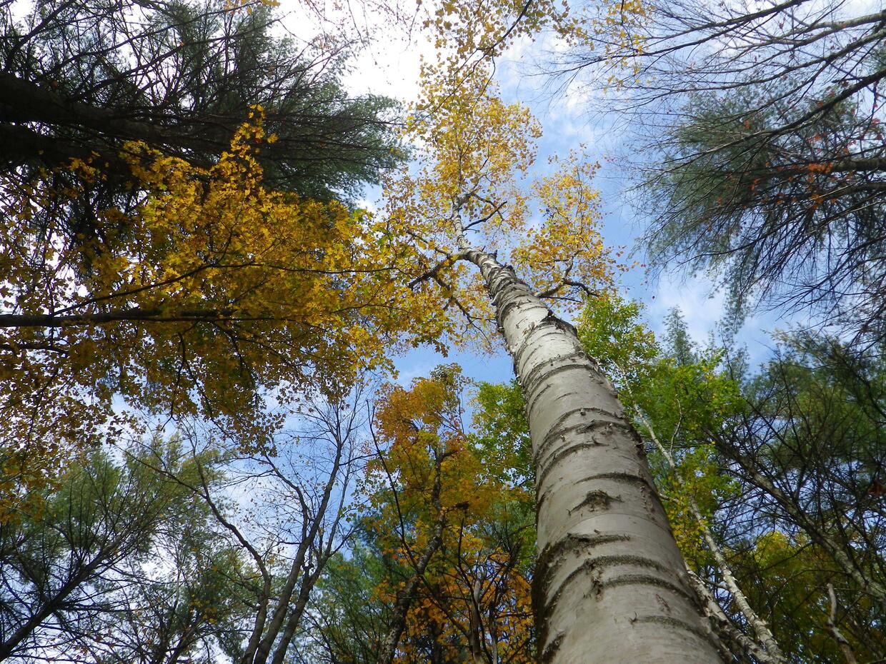 Birch tree on Andersen property.