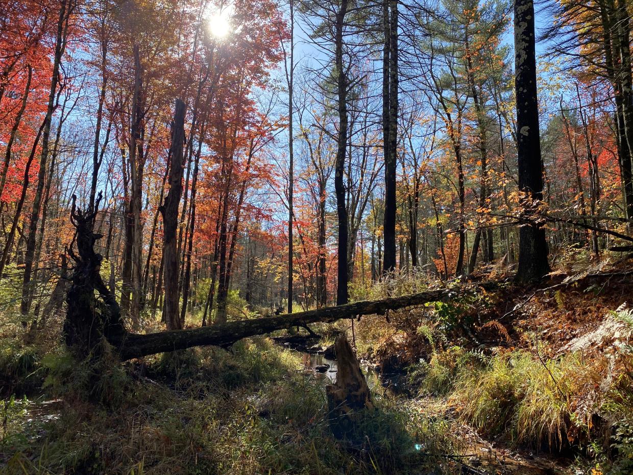 Forest protected by a WPR on an autumn day