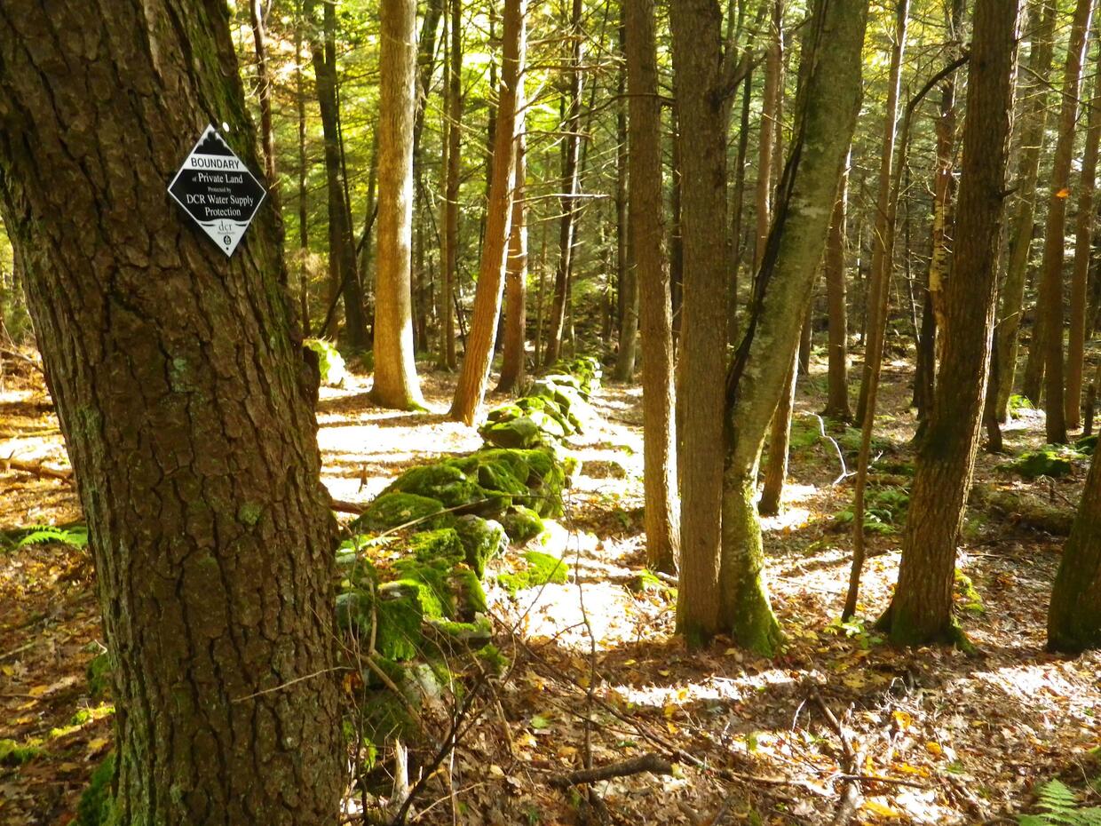 Tree with WPR boundary marker