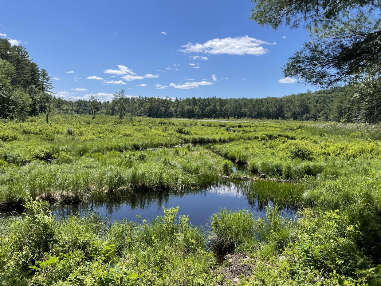 Wetlands and stream protected by a DCR Watershed Preservation Restriction