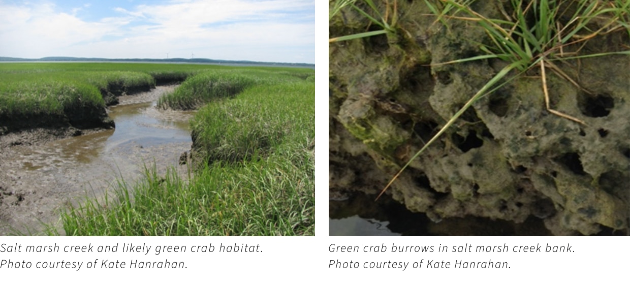 salt marsh and burrowing crabs