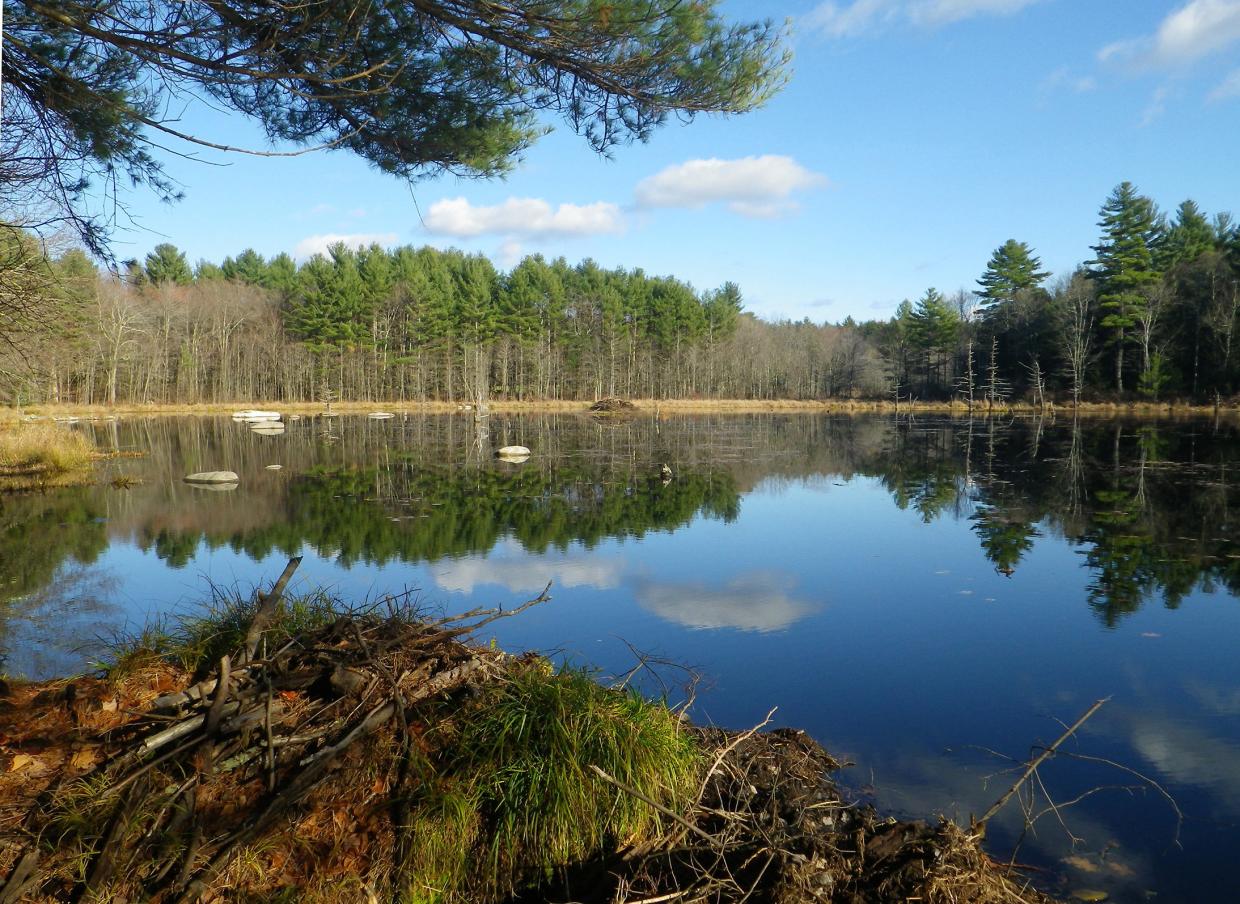 Pond with beaver lodge on Watershed Preservation Restriction held by DCR