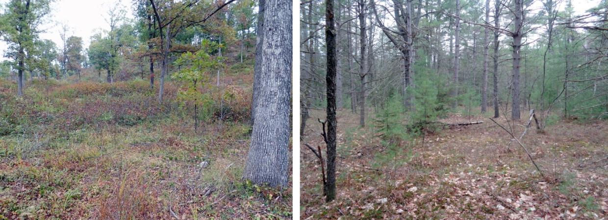 Fig 1. Oak Woodlands with a well-developed understory (left), Oak-White Pine Forest with limited understory (right).
