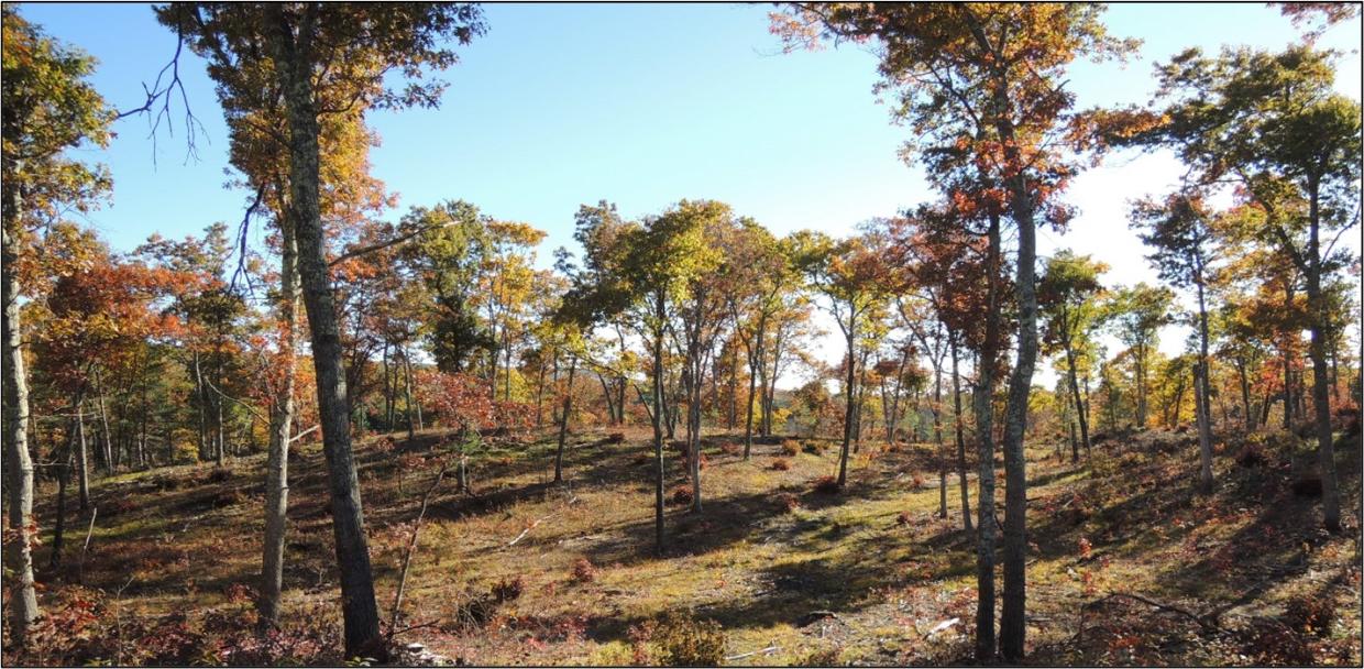 Fig 2. Oak Woodland restoration site, one growing season after initial timber harvest.
