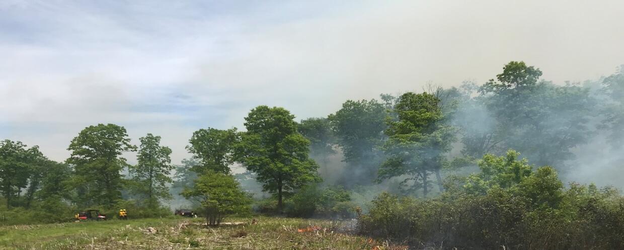 Fig 3. Prescribed fire carried out by MassWildlife in in oak woodland natural community.