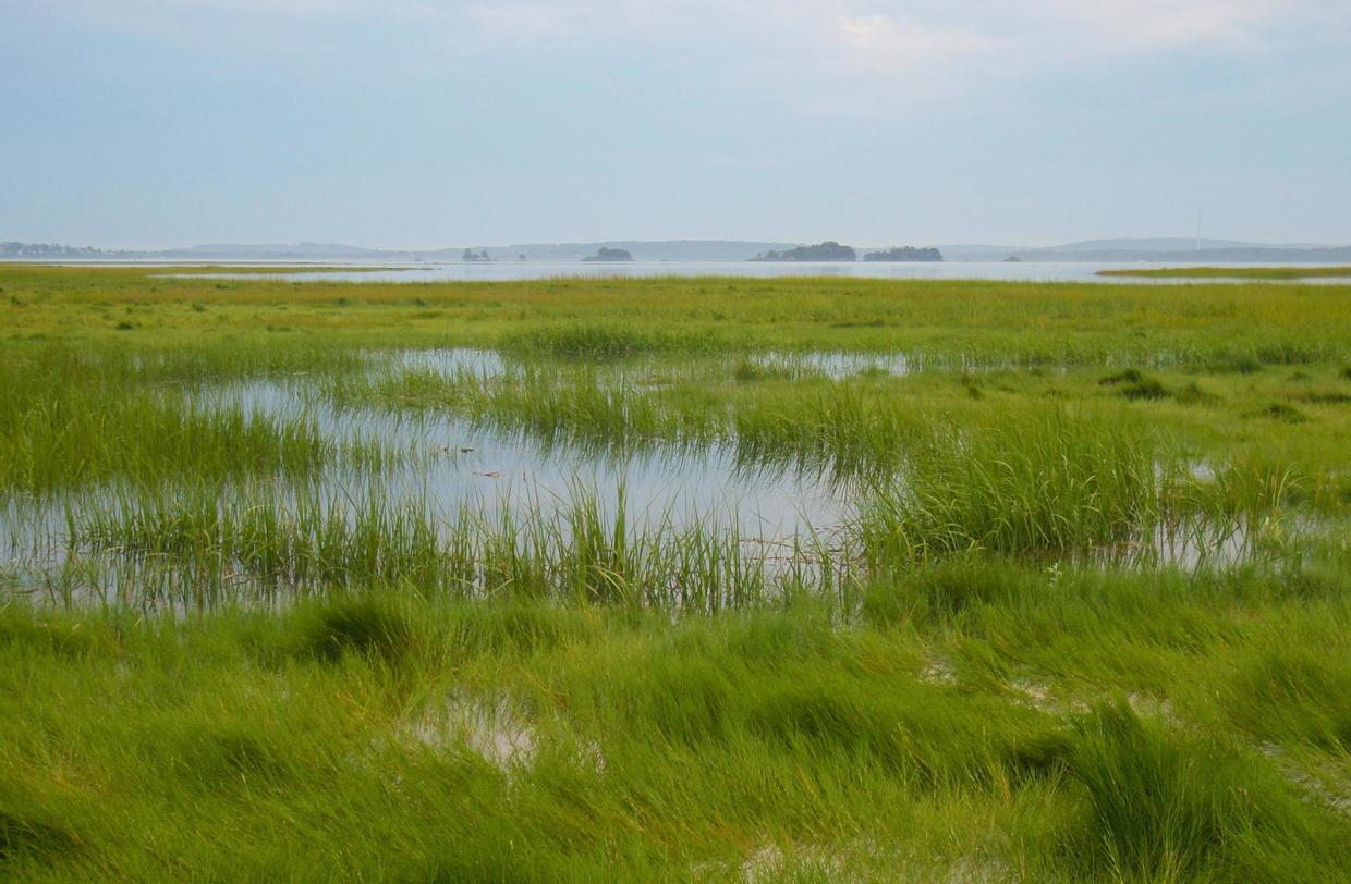 tidal wetland - salt marsh