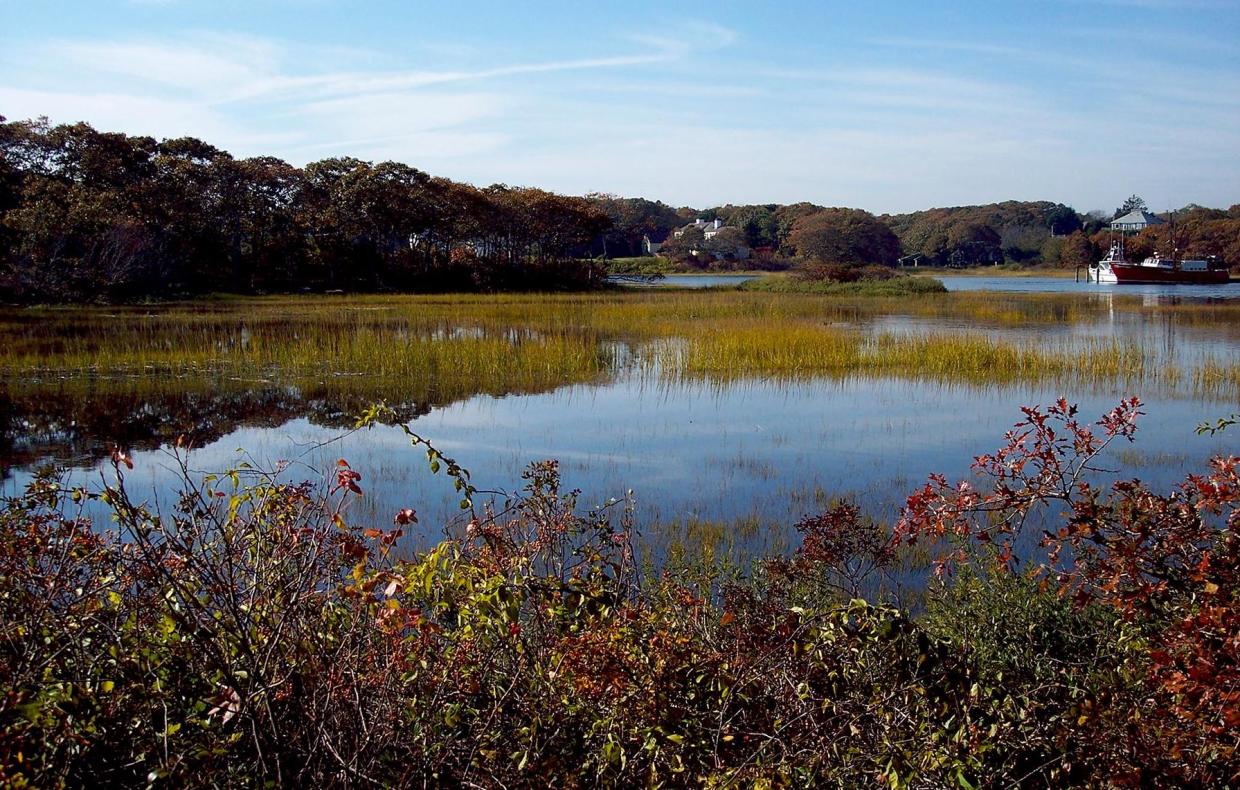 salt marsh helping to protect water quality