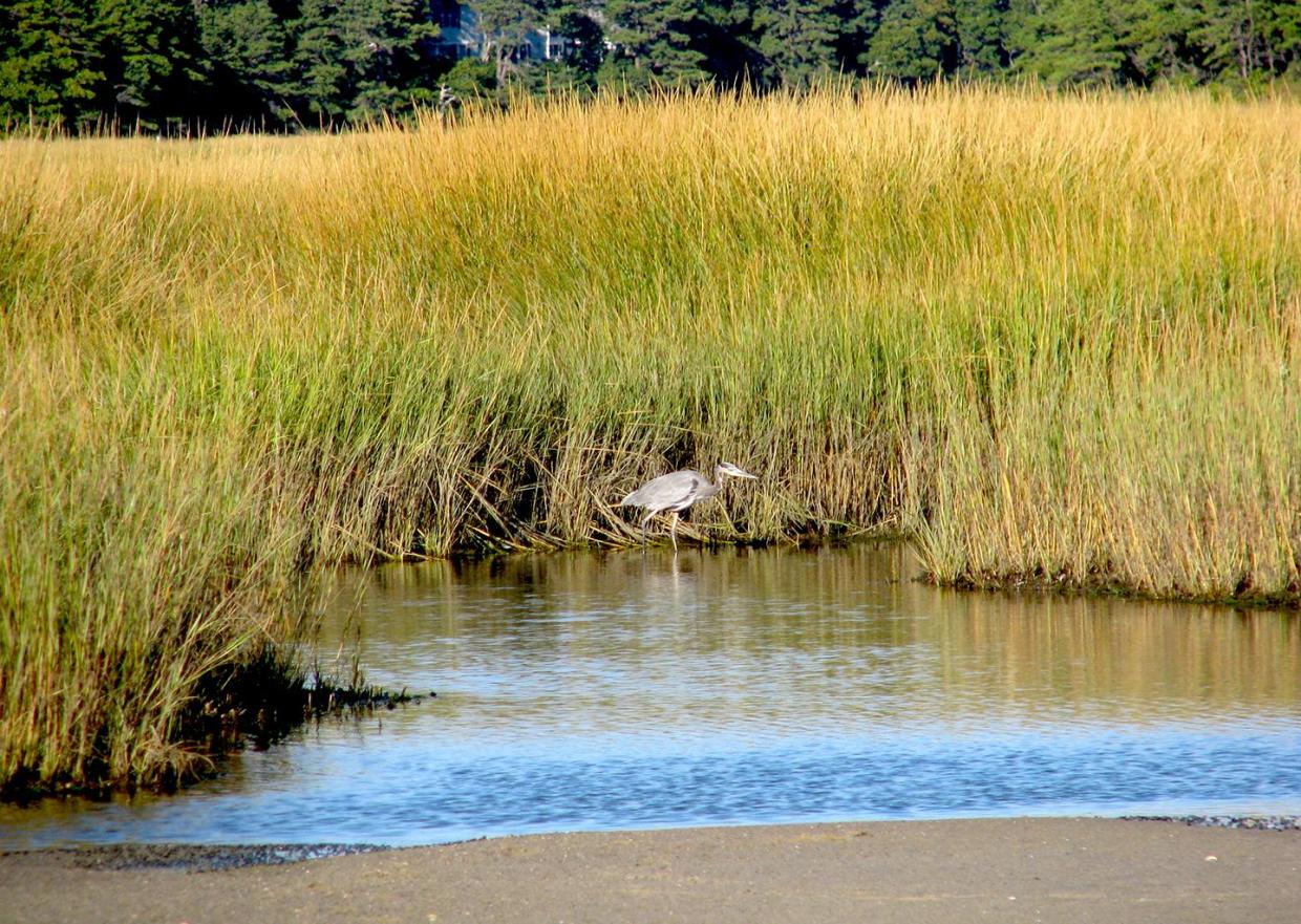 great blue herons rely on salt marsh for food and shelter