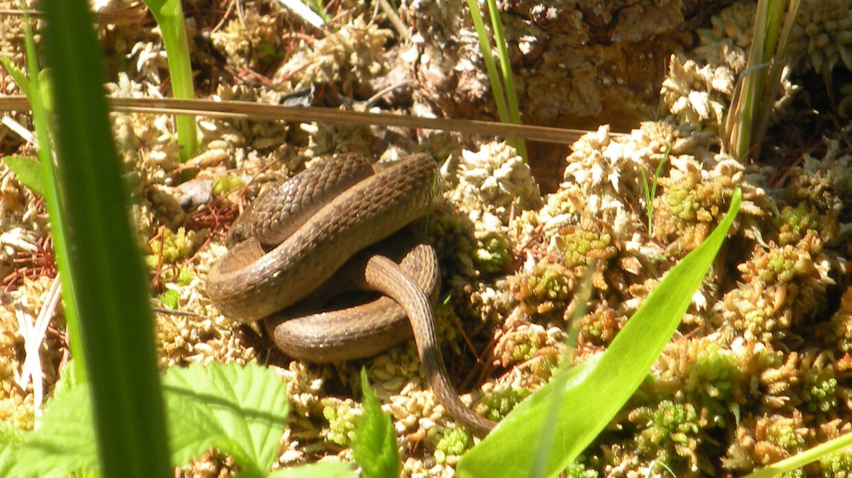 Dekay's brown snake