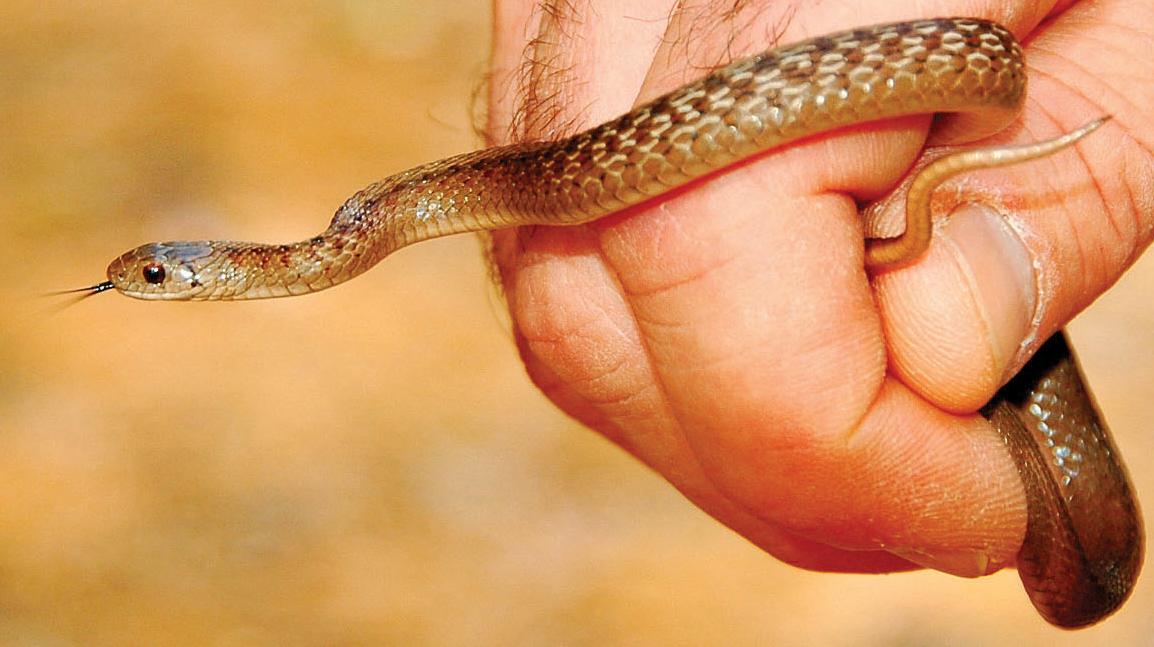 Brown snake in hand