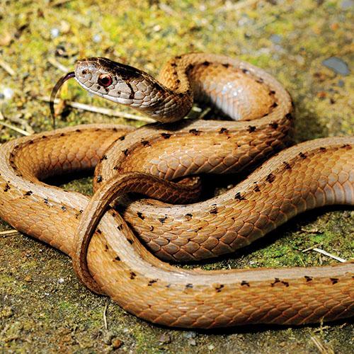 dekay's brown snake