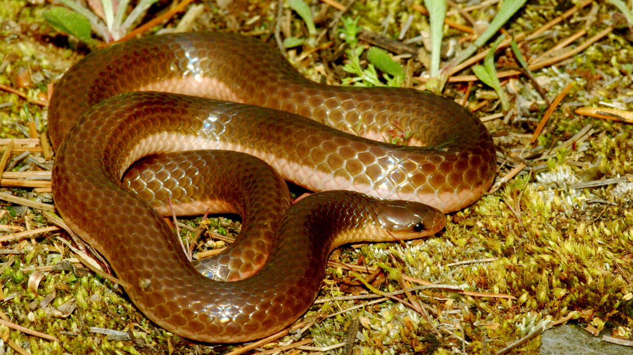 Eastern worm snake