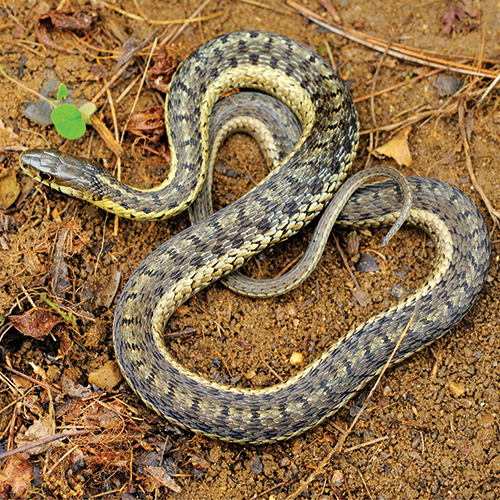 brown baby snake identification