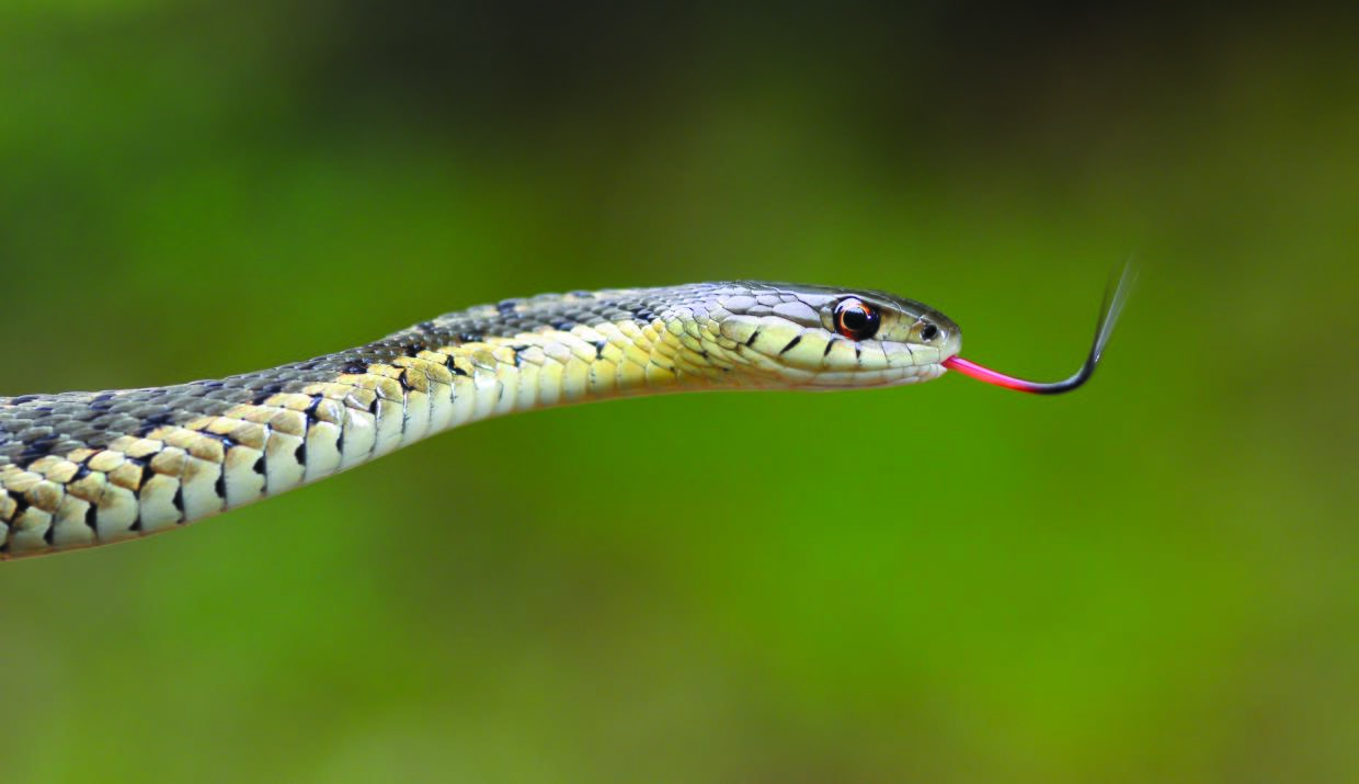 Garter snake 