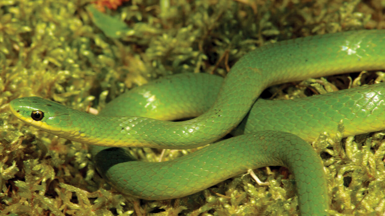 Smooth green snake