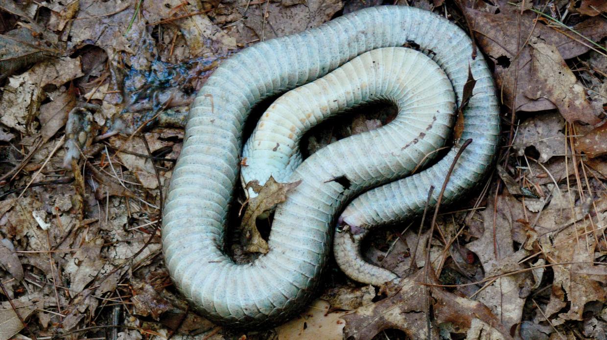 Eastern Hognose Snake - Playing Dead