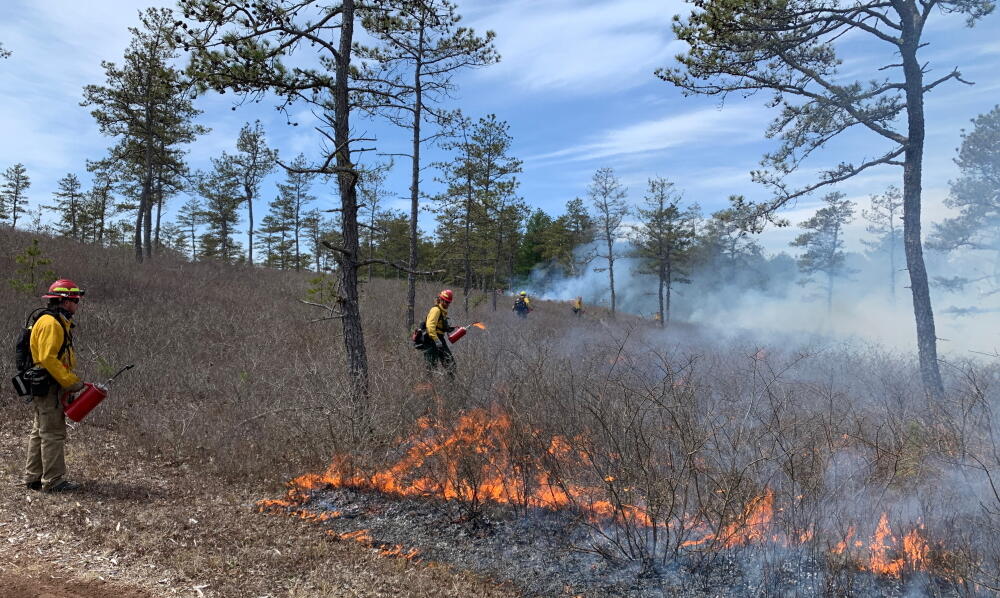 prescribed fire