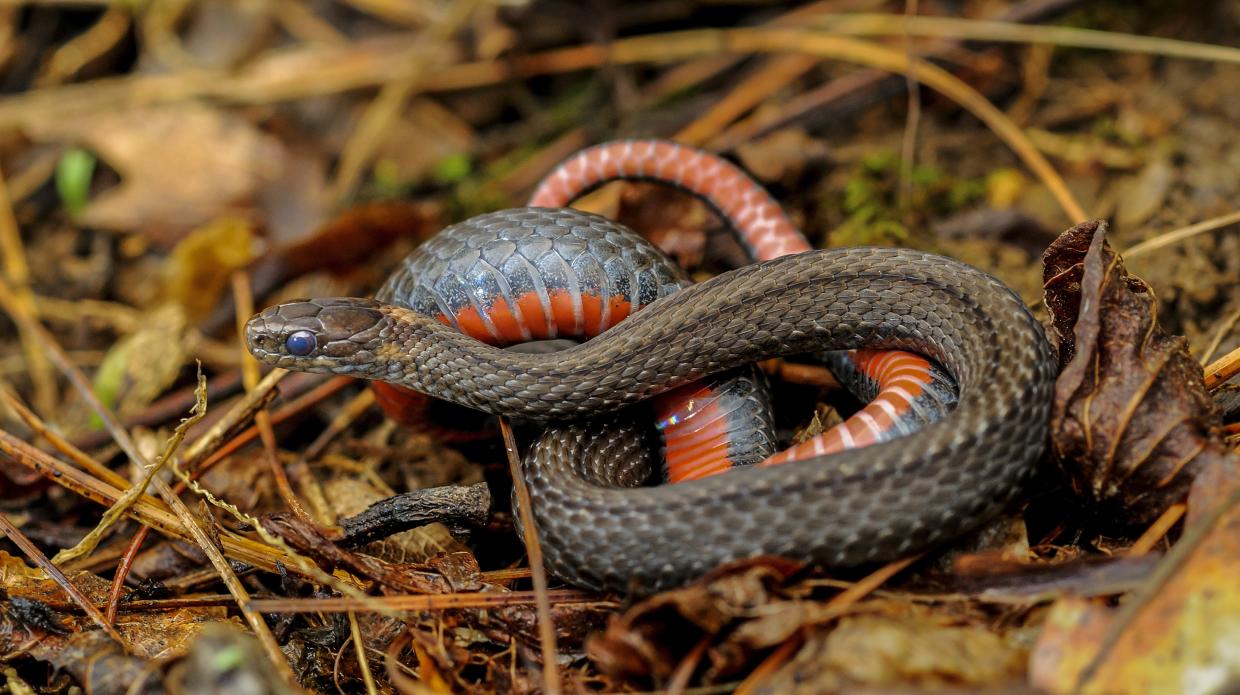 Red-bellied snake