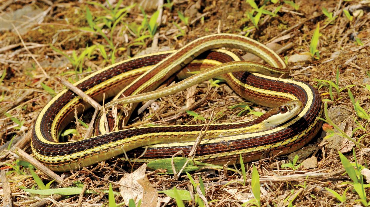Eastern ribbon snake coiled