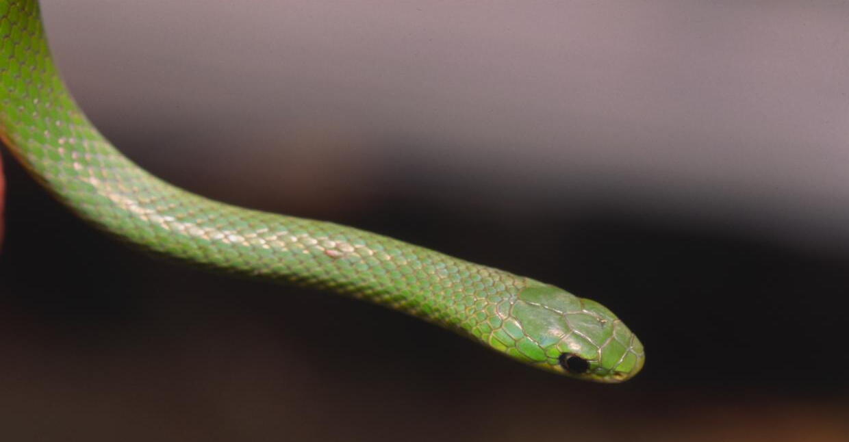 Learn about smooth greensnakes