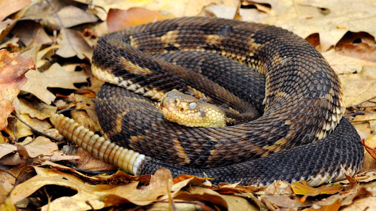 Timbler rattlesnake coiled
