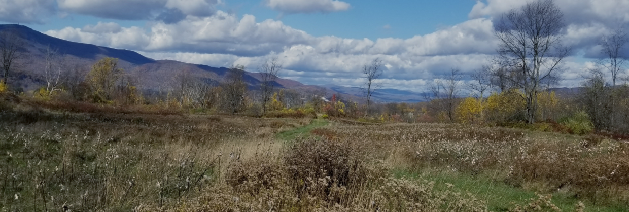 stafford hill wma pheasant cover