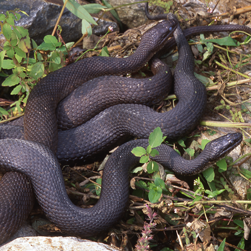 northern water snake