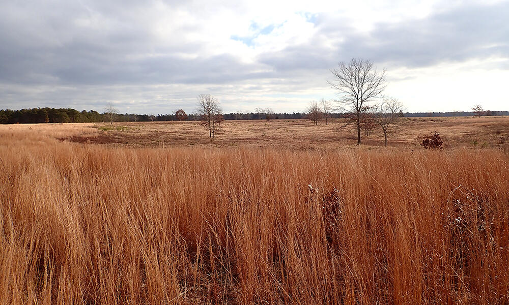 sand plain grassland