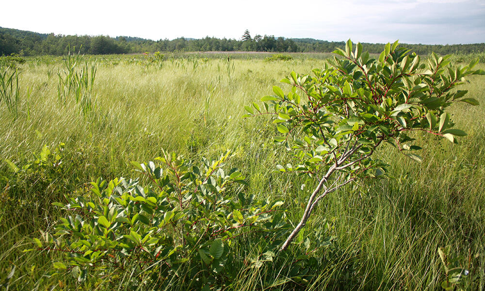 Calcareous Wetlands