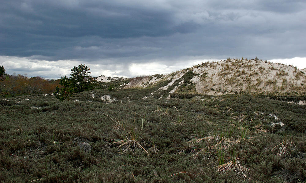 Coastal Beach and Dune Complex