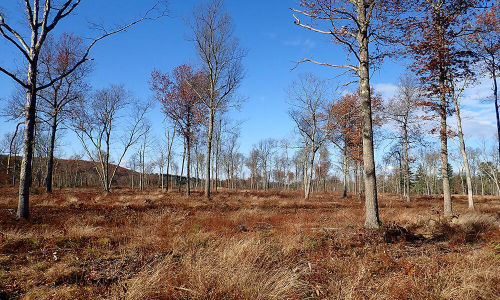 Oak Forests and Woodlands