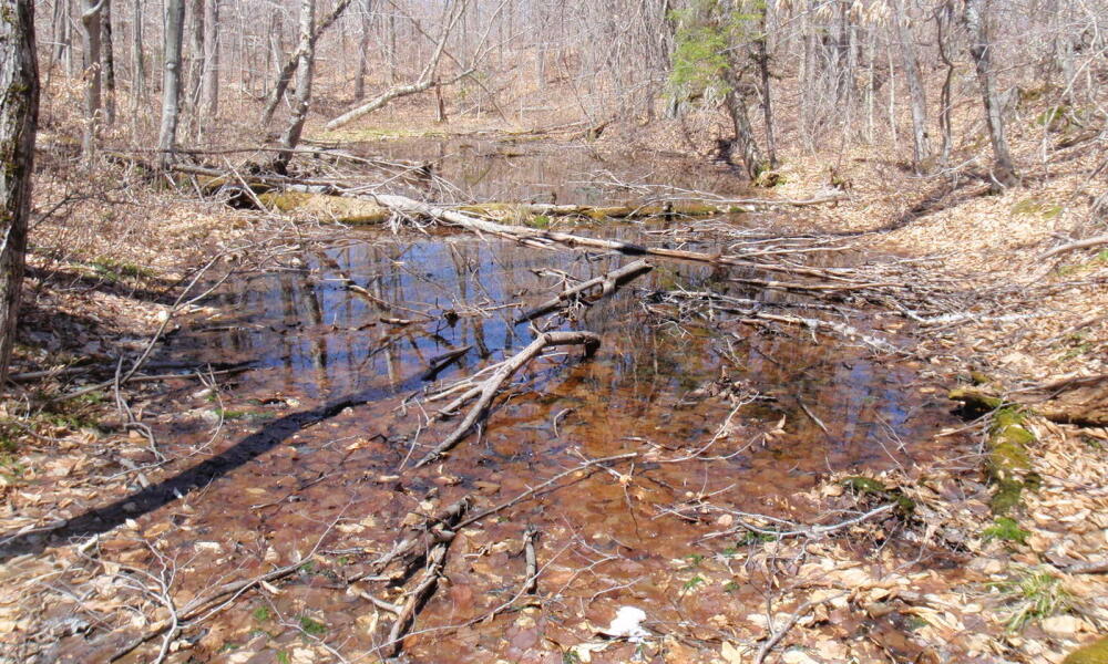 Vernal Pool