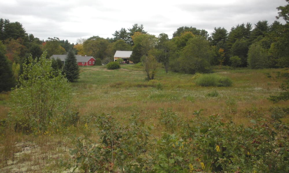 Cultural Shrubland
