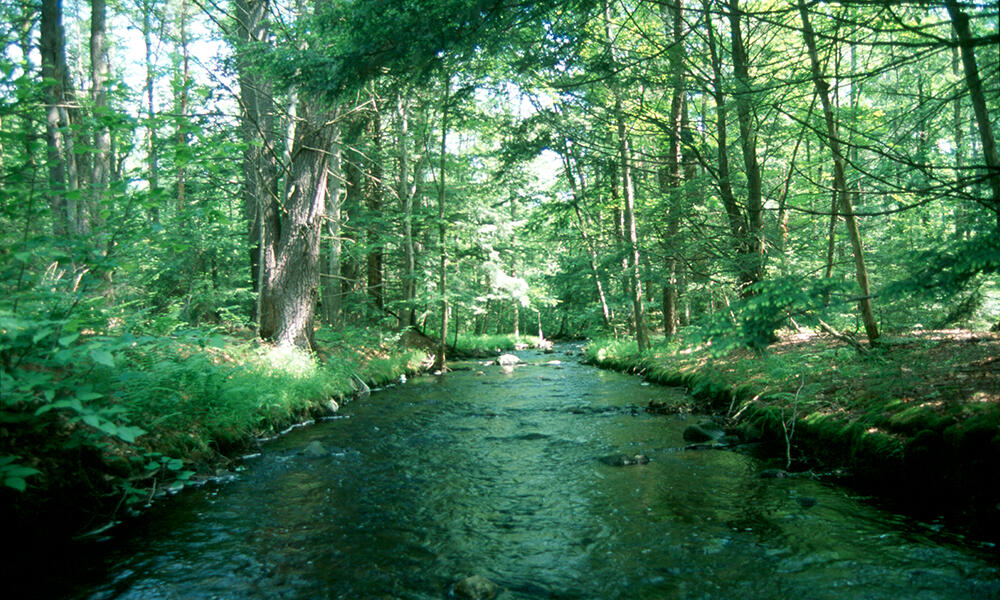 Gently-sloping Cool Stream