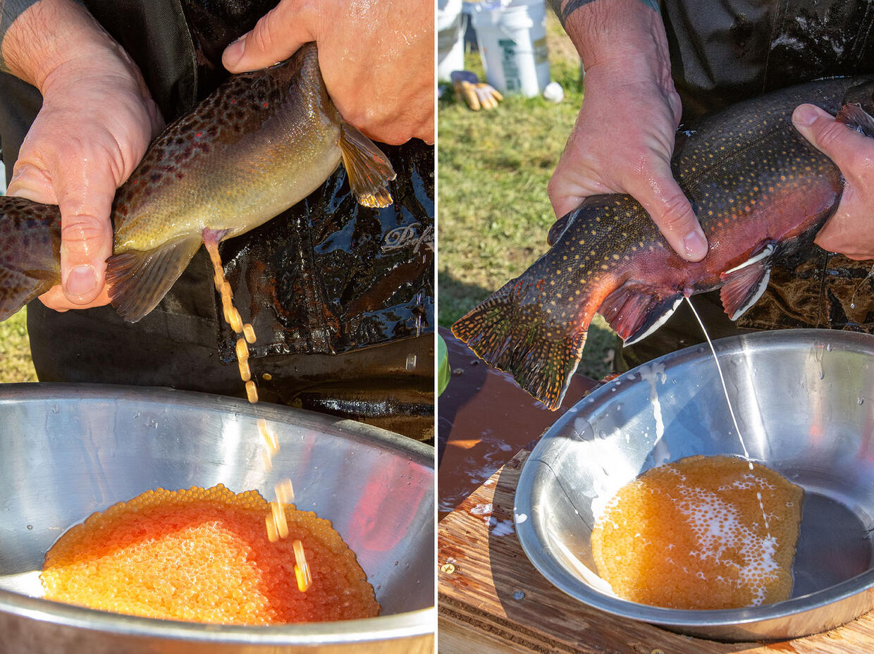 Trout spawning