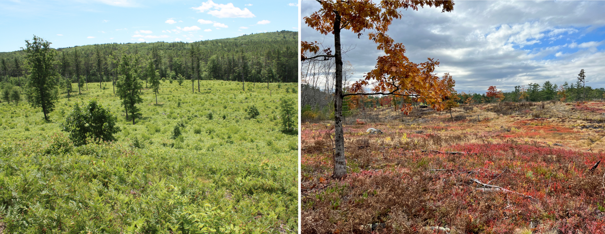 Birch Hill WMA after restoration