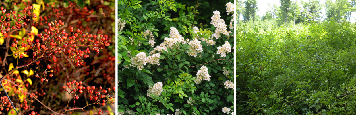 multiflora rose