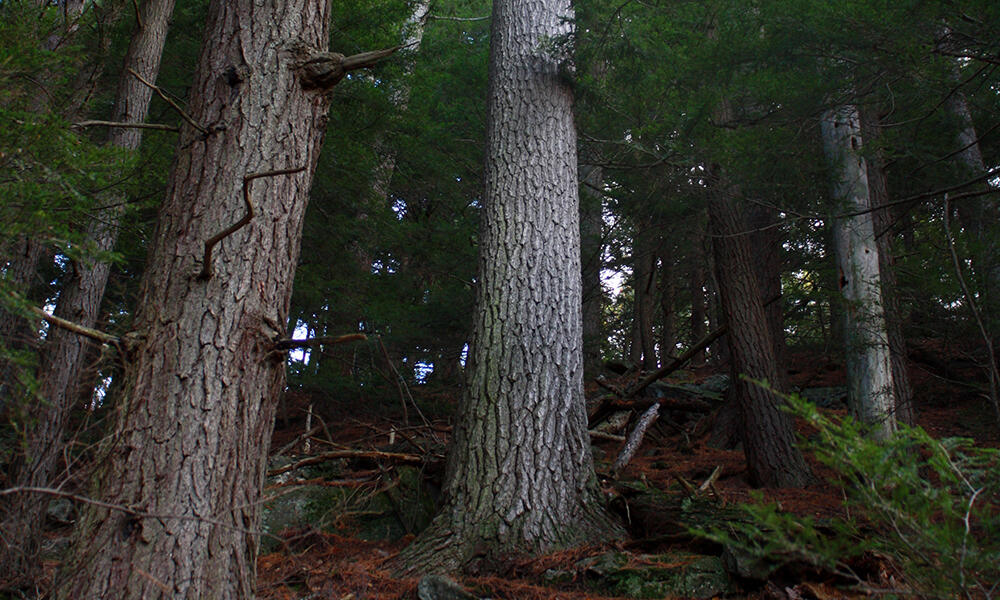 Mature forests