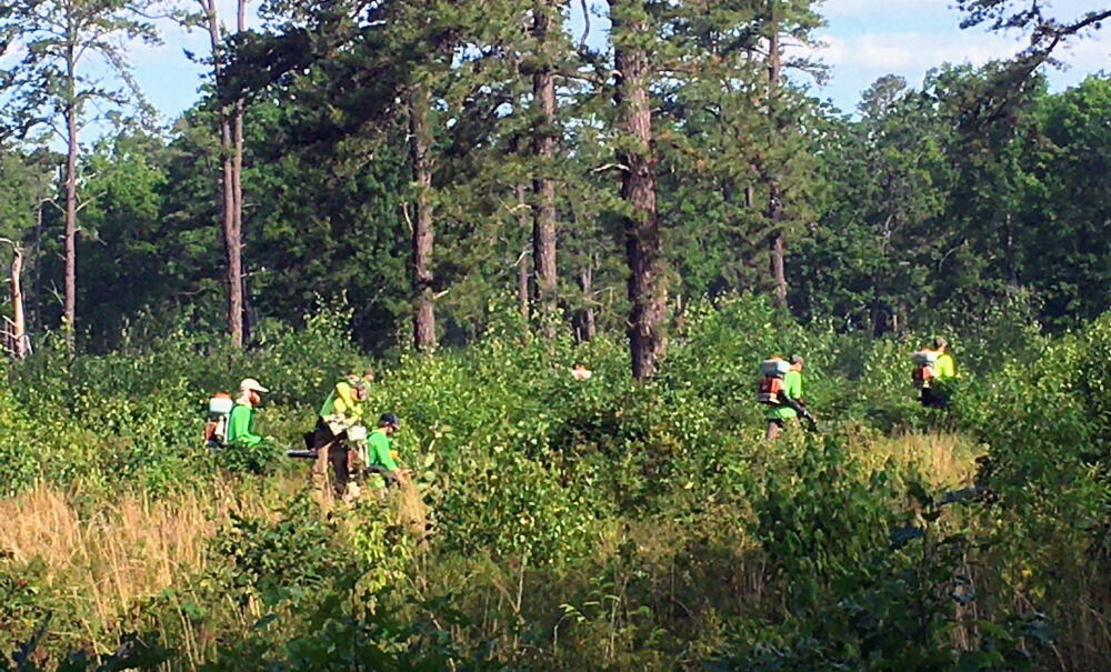 Invasive Plant Control