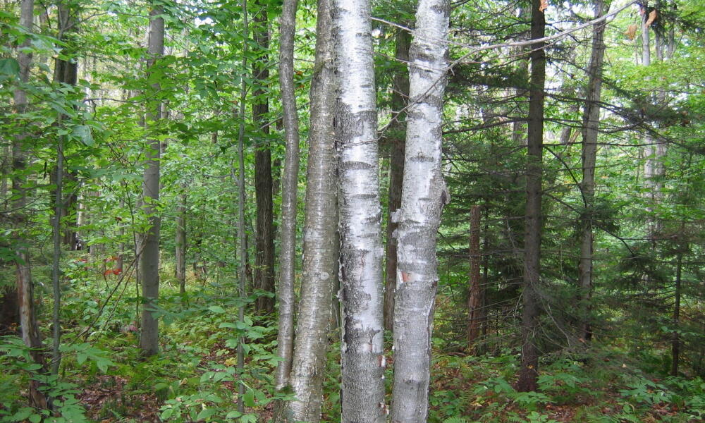 Northern Hardwood and Conifer Forests