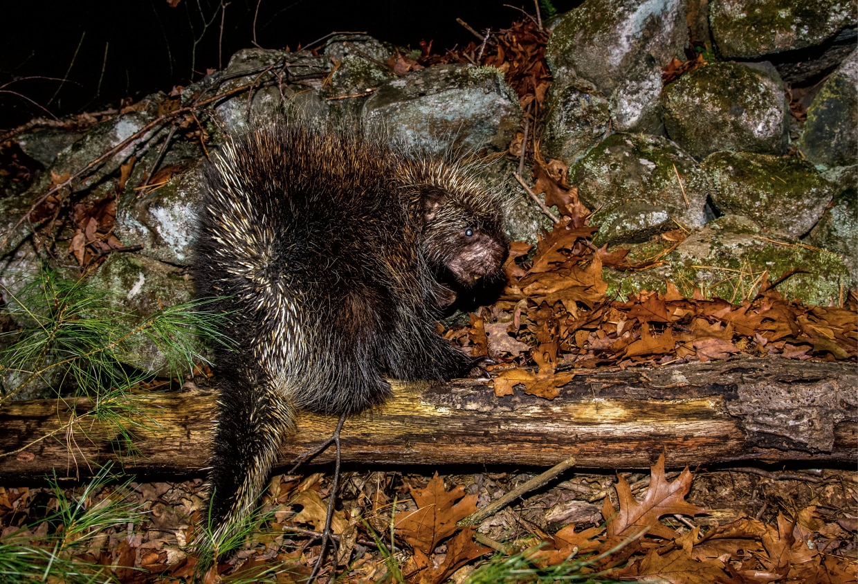 Learn about porcupines 